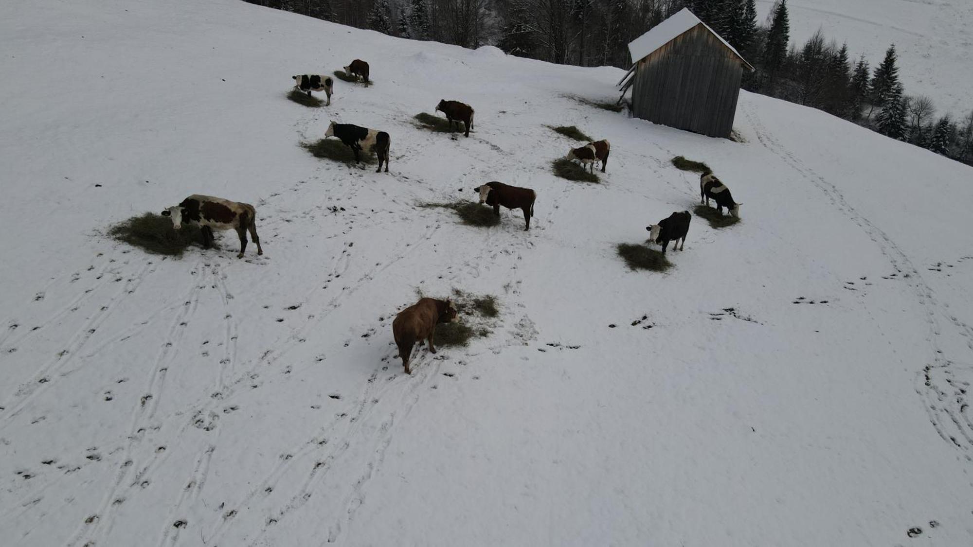 Hotel Casa Agroturistica Tarancuta Din Vatra Moldoviţei Exteriér fotografie